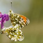 Aurorafalter (Anthocharis cardamines) bei der Paarung