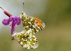 Aurorafalter (Anthocharis cardamines) bei der Paarung