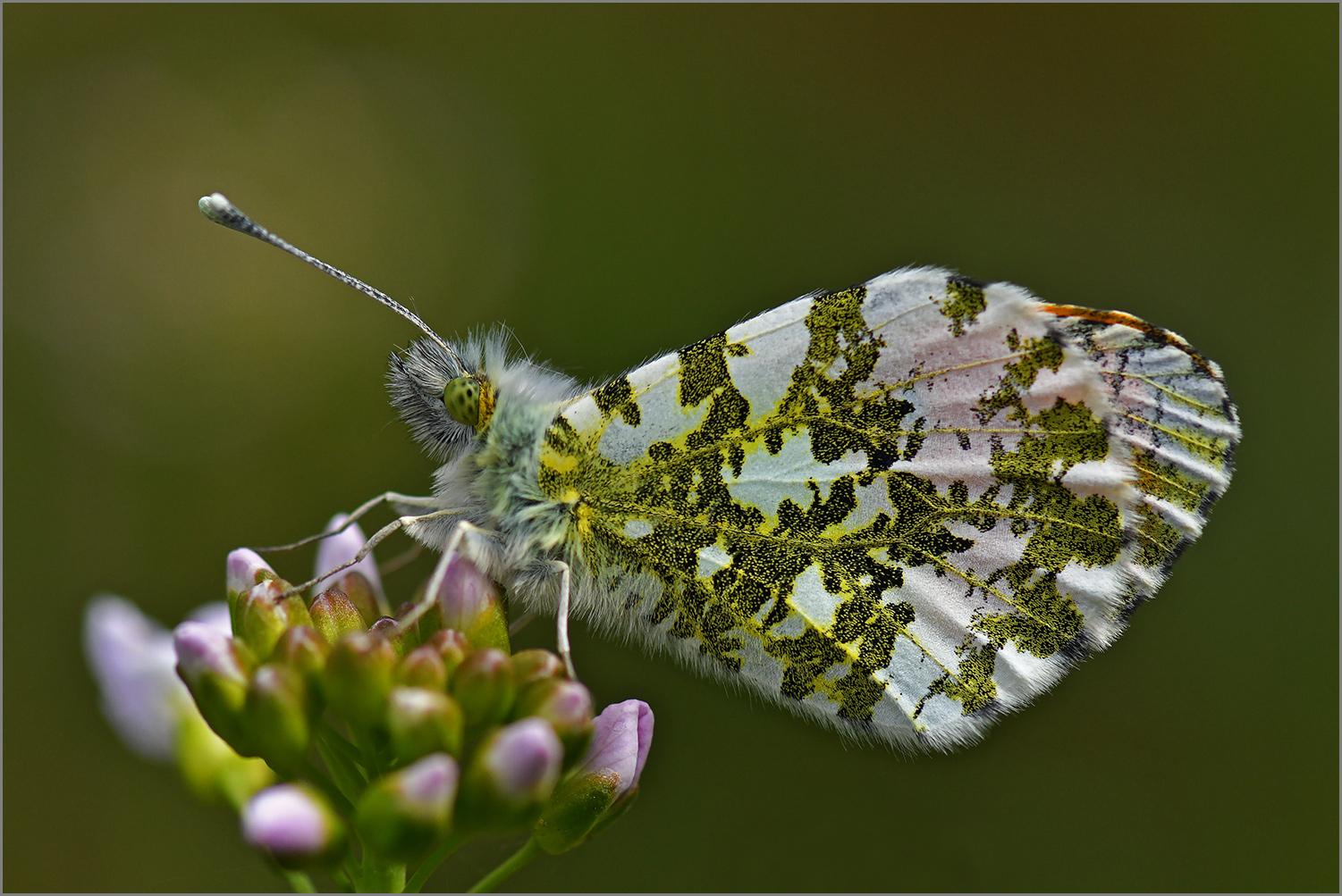 Aurorafalter  -  Anthocharis cardamines