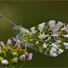 Aurorafalter  -  Anthocharis cardamines