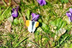 Aurorafalter (Anthocharis cardamines)