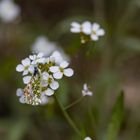 Aurorafalter (Anthocharis cardamines)