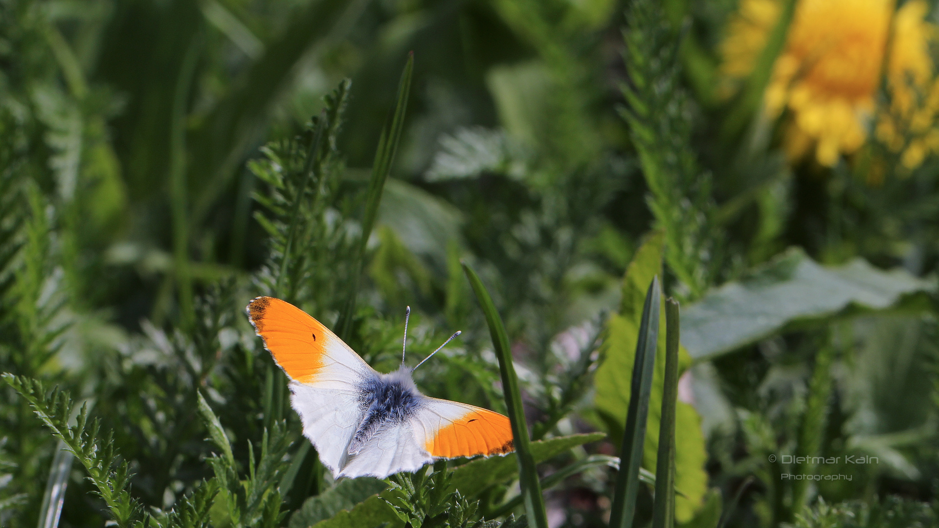 Aurorafalter (Anthocharis cardamines)