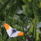 Aurorafalter (Anthocharis cardamines)