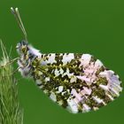 Aurorafalter (Anthocharis cardamines)