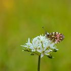 Aurorafalter (Anthocharis cardamines)