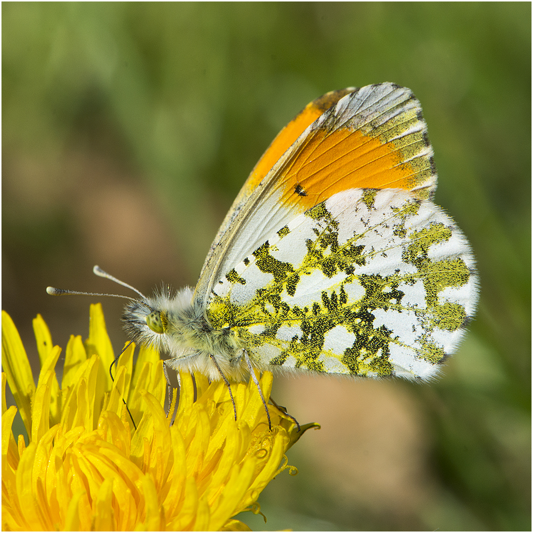 Aurorafalter - Anthocharis cardamines