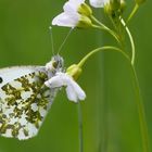 *Aurorafalter (Anthocharis cardamines)*