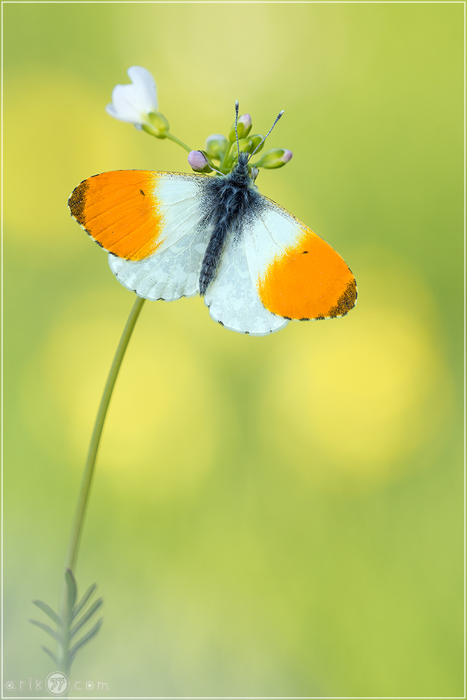 Aurorafalter - Anthocharis cardamines