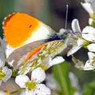 Aurorafalter (Anthocharis cardamines)