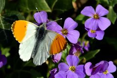 Aurorafalter (Anthocharis cardamines)