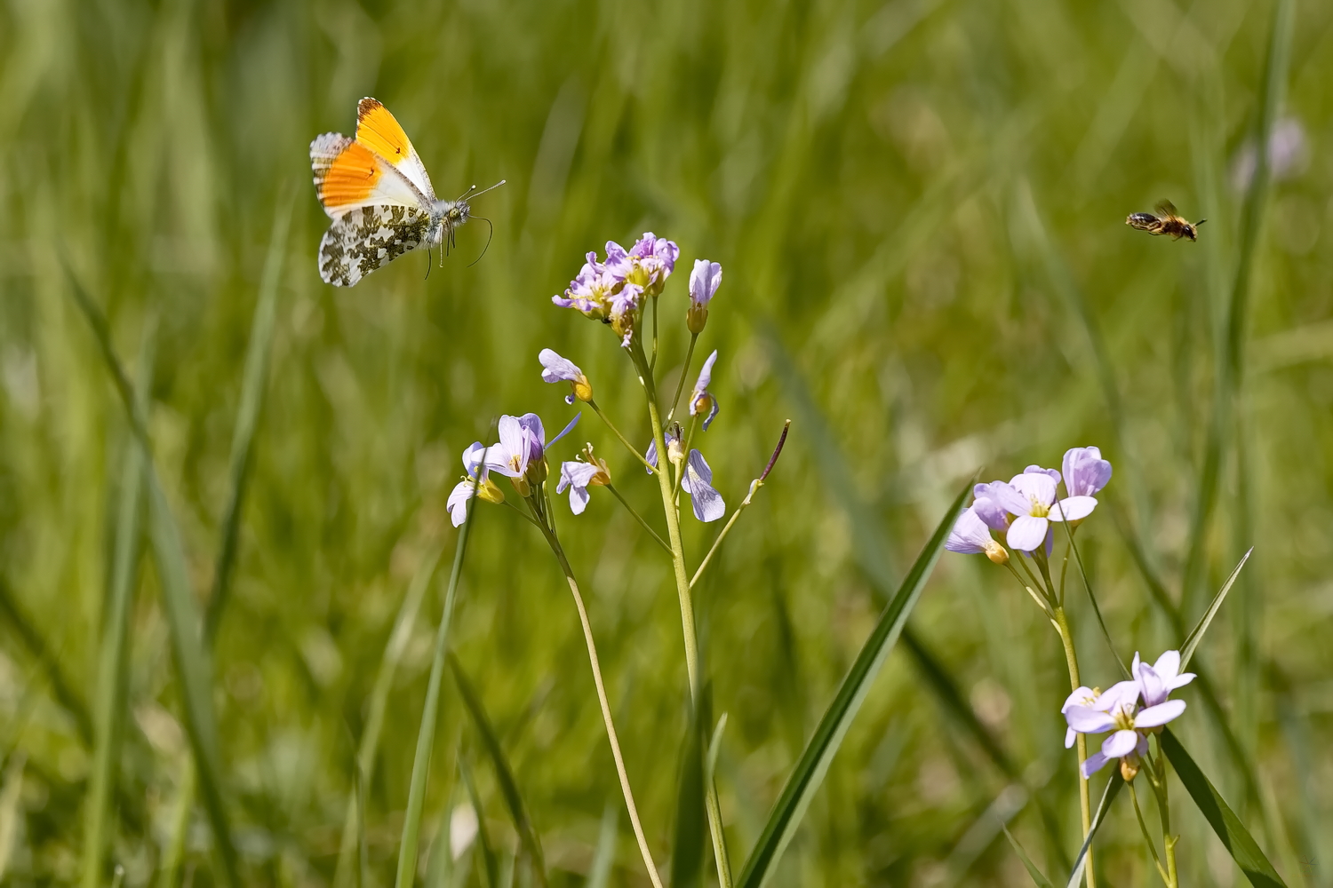 Aurorafalter (Anthocharis cardamines)