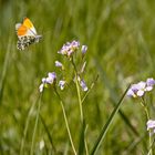 Aurorafalter (Anthocharis cardamines)