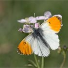 Aurorafalter (Anthocharis cardamines)