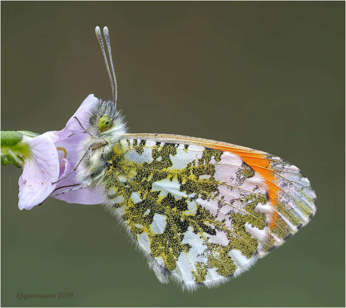 aurorafalter (anthocharis cardamines) .....