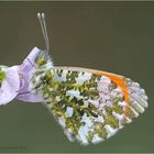 aurorafalter (anthocharis cardamines) .....