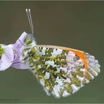 aurorafalter (anthocharis cardamines) .....