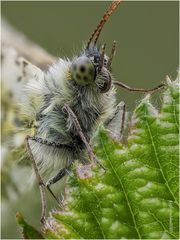 aurorafalter (anthocharis cardamines) I .....