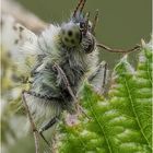 aurorafalter (anthocharis cardamines) I .....