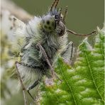 aurorafalter (anthocharis cardamines) I .....