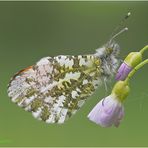 aurorafalter (anthocharis cardamines) m. ....