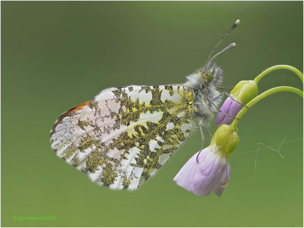 aurorafalter (anthocharis cardamines) m. ....