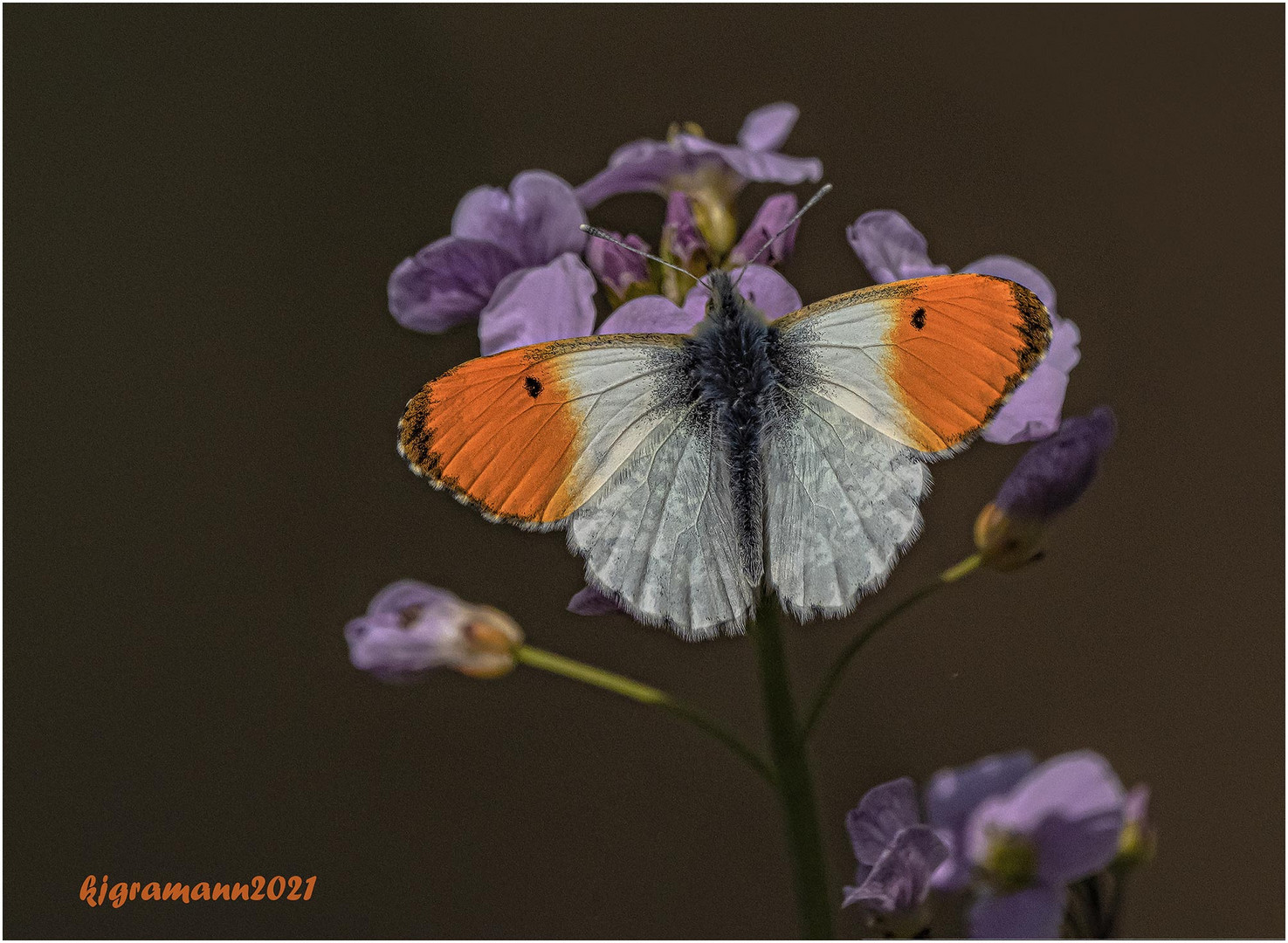 aurorafalter (anthocharis cardamines) m.  ....