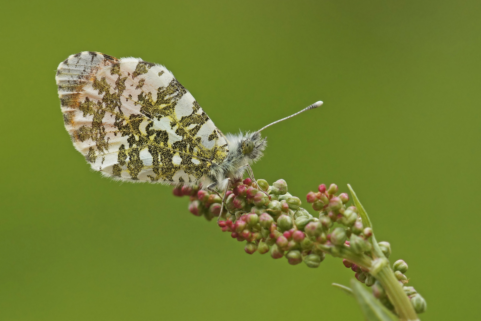 Aurorafalter (Anthocharis cardamines), Männchen