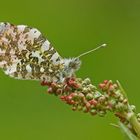 Aurorafalter (Anthocharis cardamines), Männchen