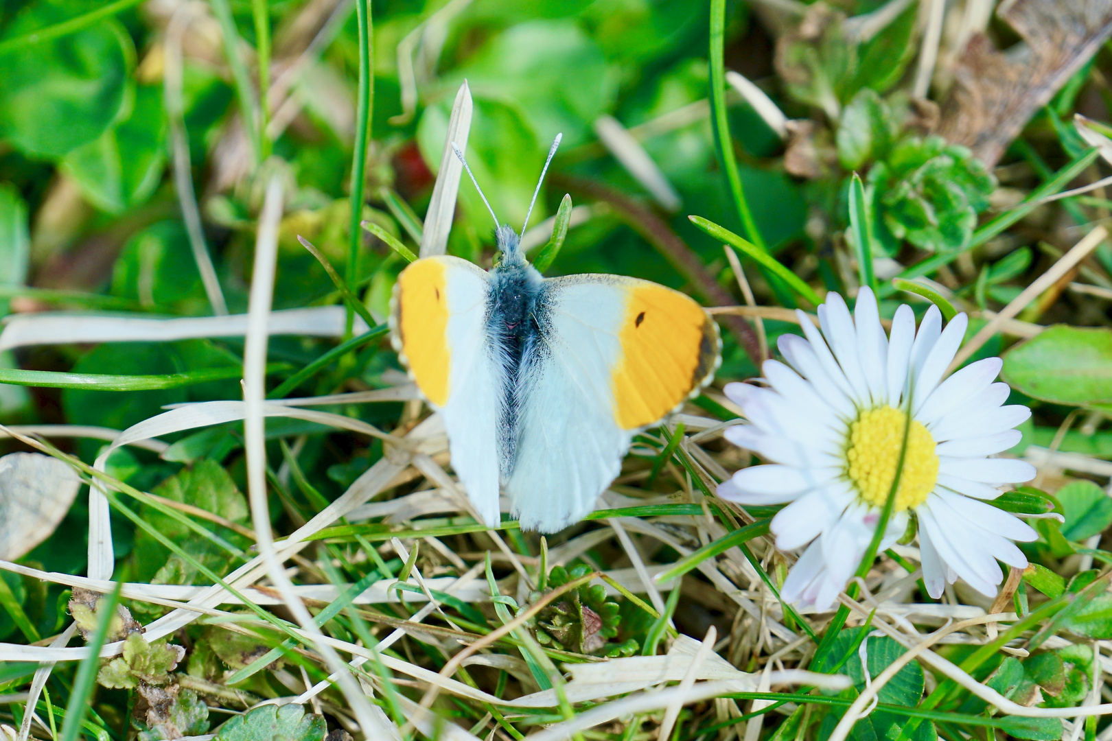 Aurorafalter (Anthocharis cardamines) (Männchen)