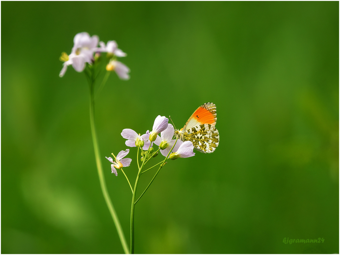 Aurorafalter (Anthocharis cardamines) (Männchen) ...