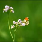 Aurorafalter (Anthocharis cardamines) (Männchen) ...