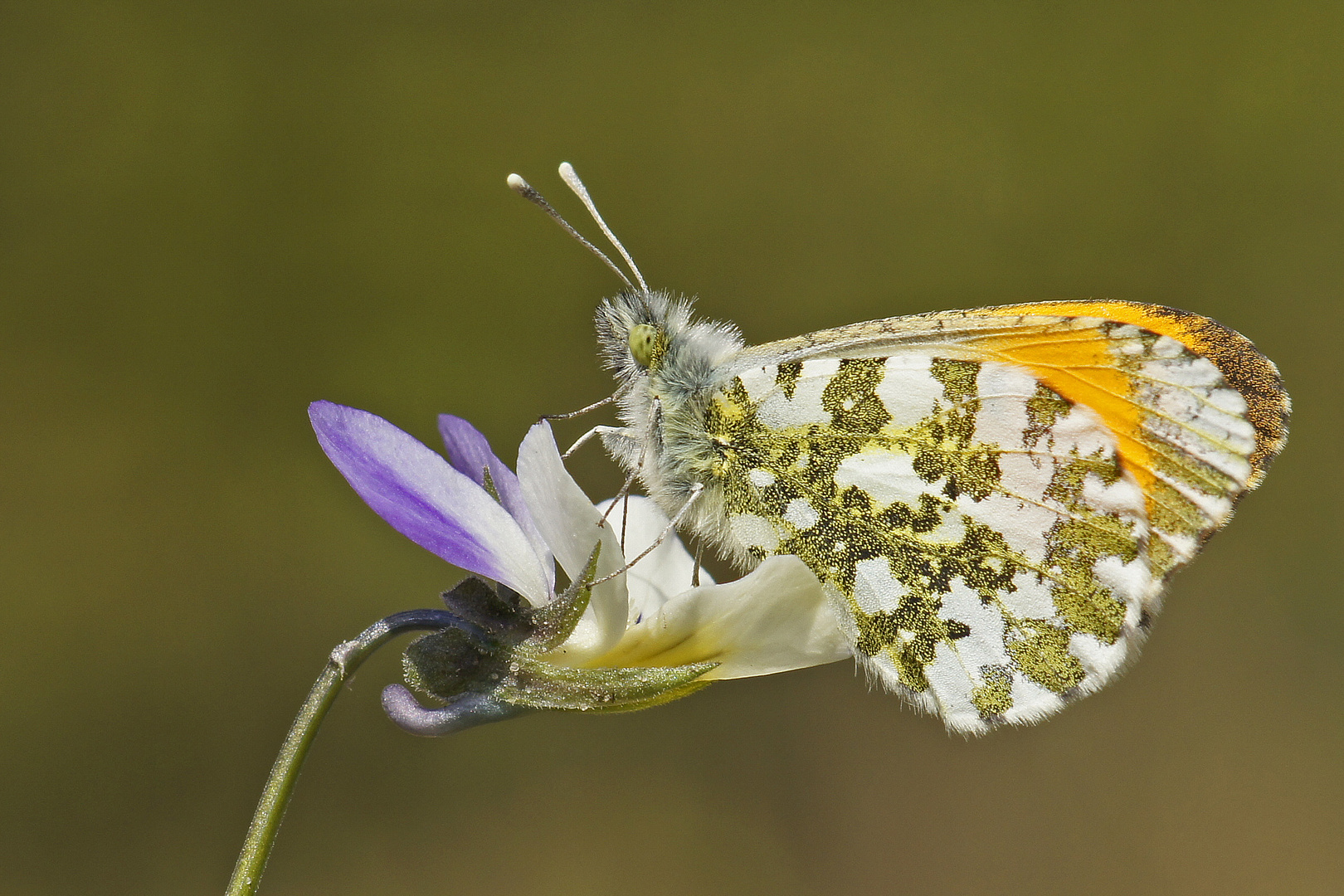 Aurorafalter (Anthocharis cardamines), Männchen