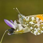 Aurorafalter (Anthocharis cardamines), Männchen