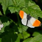 Aurorafalter (Anthocharis cardamines) (Männchen)