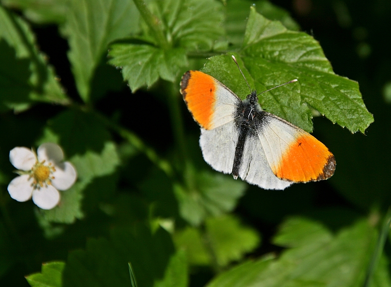 Aurorafalter (Anthocharis cardamines) (Männchen)