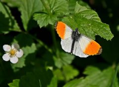 Aurorafalter (Anthocharis cardamines) (Männchen)