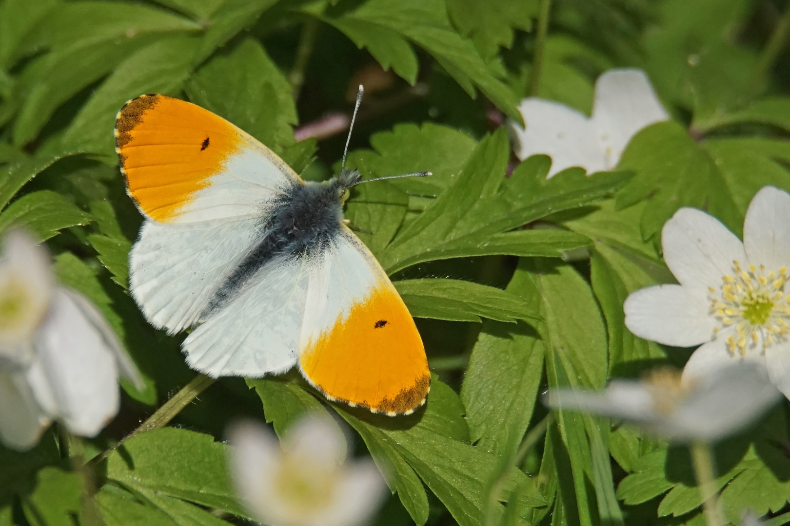 Aurorafalter (Anthocharis cardamines), Männchen