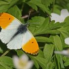 Aurorafalter (Anthocharis cardamines), Männchen