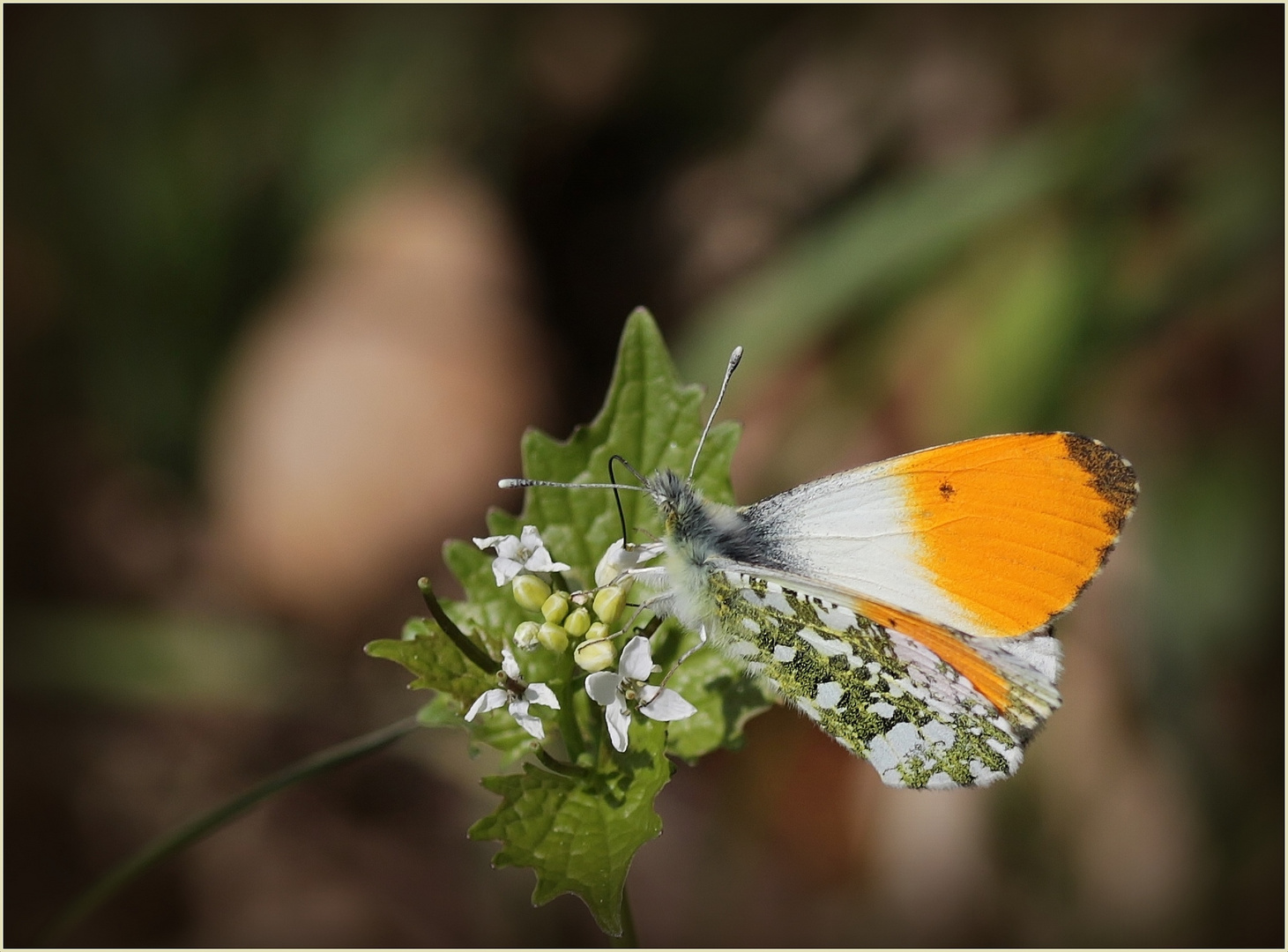 Aurorafalter (Anthocharis cardamines) - Männchen...