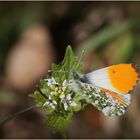 Aurorafalter (Anthocharis cardamines) - Männchen...