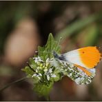 Aurorafalter (Anthocharis cardamines) - Männchen...