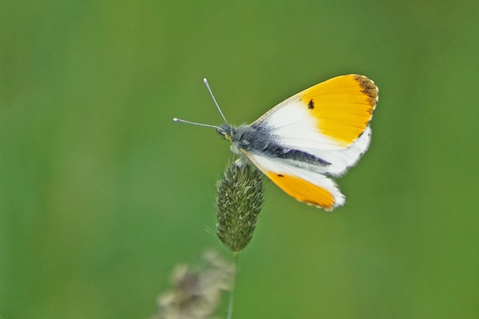 Aurorafalter (Anthocharis cardamines), Männchen