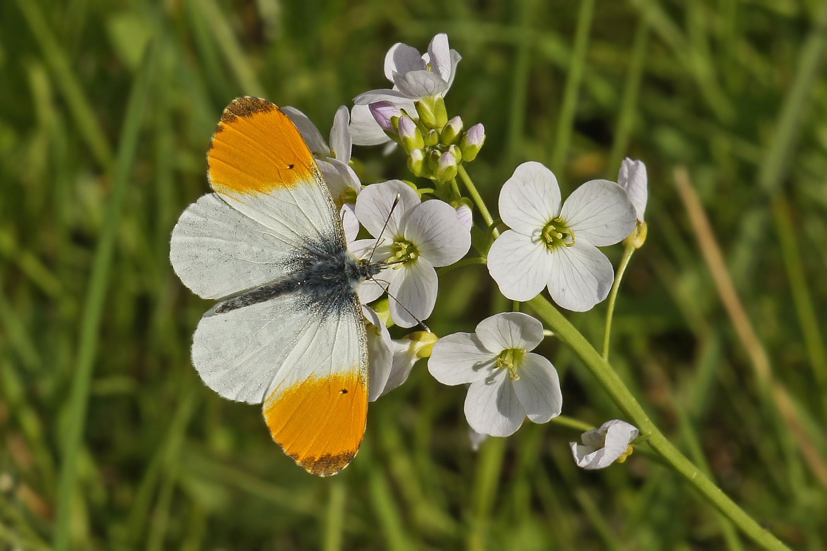 Aurorafalter (Anthocharis cardamines), Männchen