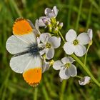 Aurorafalter (Anthocharis cardamines), Männchen