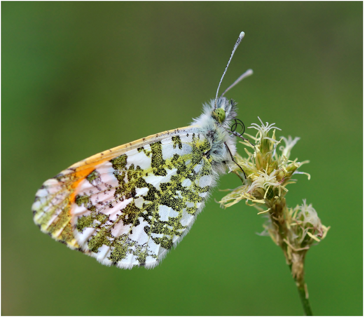 Aurorafalter (Anthocharis cardamines) Männchen.