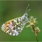 Aurorafalter (Anthocharis cardamines) Männchen.