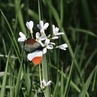 Aurorafalter (Anthocharis cardamines) (Männchen) 