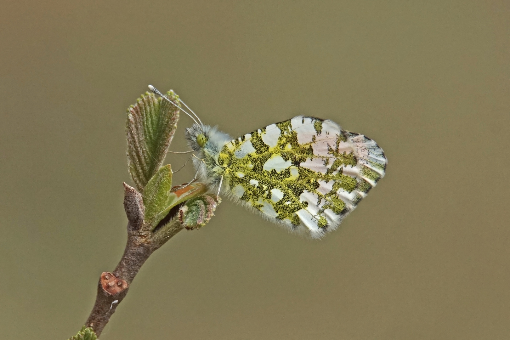 Aurorafalter (Anthocharis cardamines), Männchen