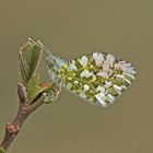 Aurorafalter (Anthocharis cardamines), Männchen